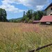 Teren 1000 mp cu view superb in Busteni